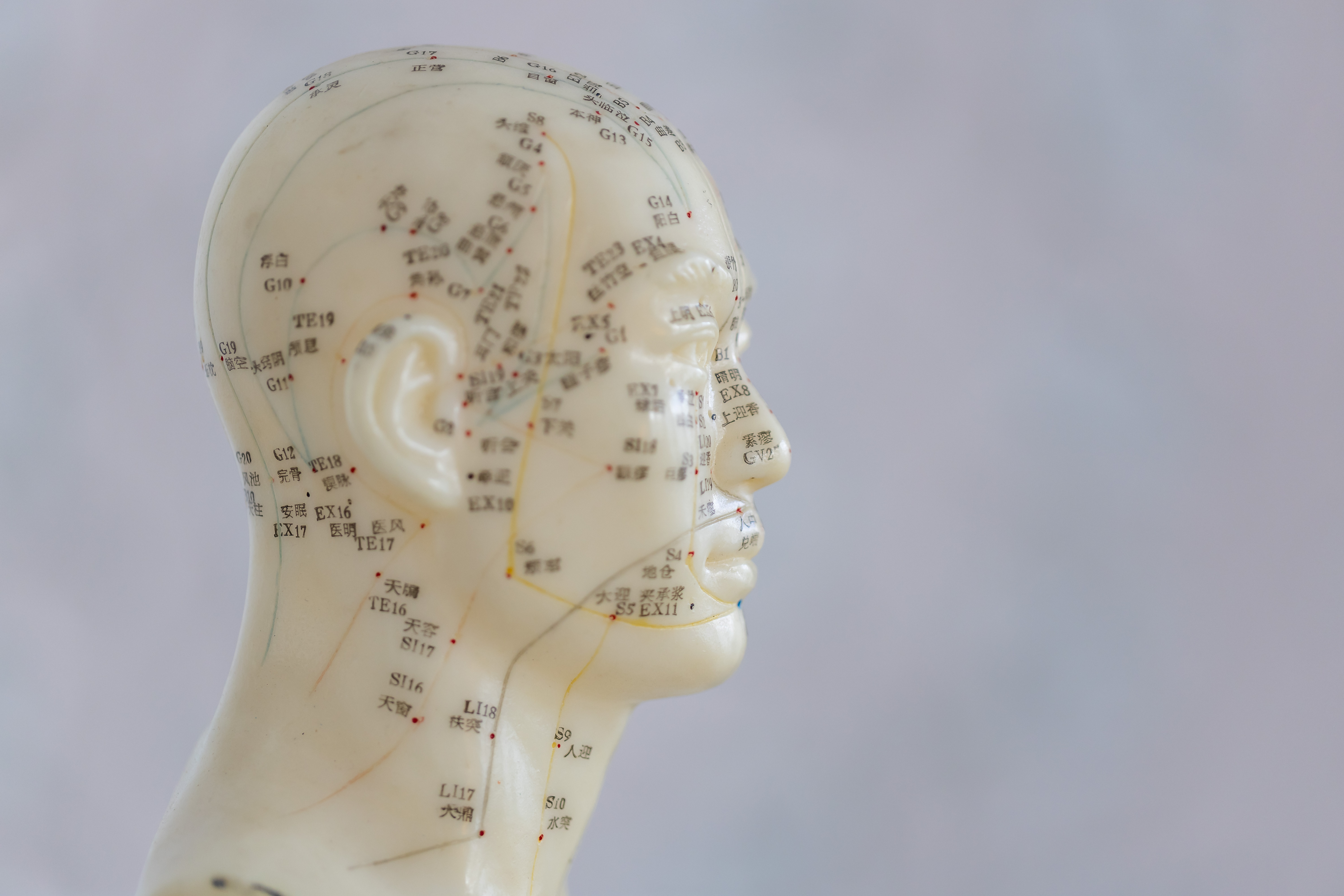 Anatomical map of acupuncture pathways on the lateral head and face
